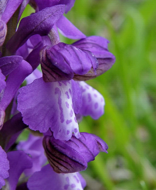 Orchidee del Casentino 2009